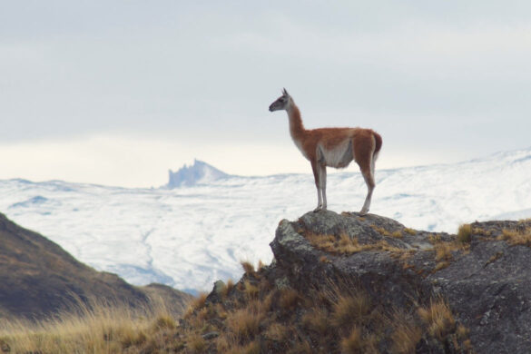 Things to Do in Cura ao Explore - Isla Grande De Tierra Del Fuego 585x390