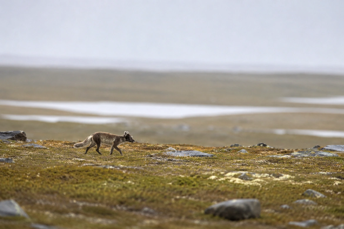 Arctic Foxes in Spitsbergen: Facts and Where to Find Them