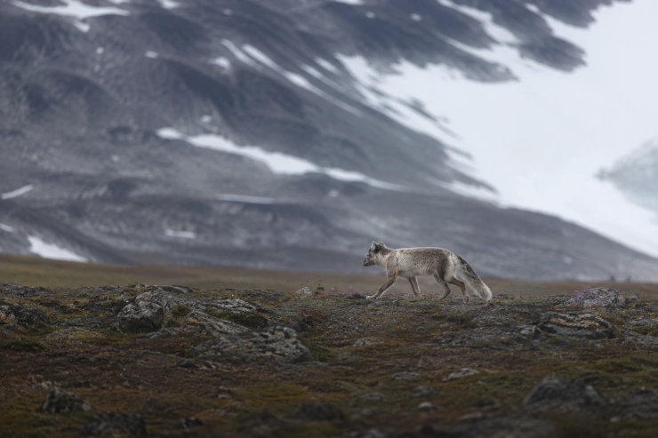 Arctic Fox in Spitsbergen