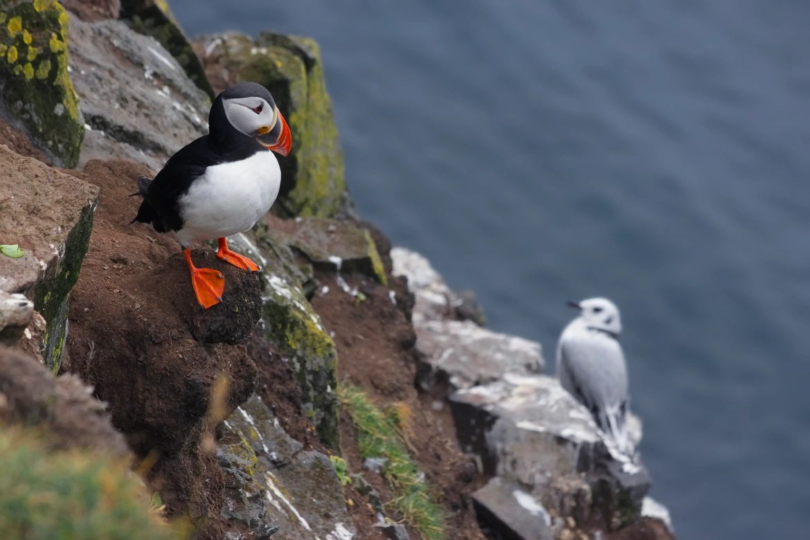 Birdwatching in Spitsbergen: The Best Spots for Arctic Seabirds