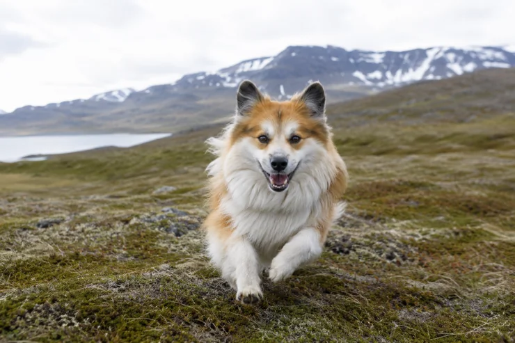 Icelandic Dog