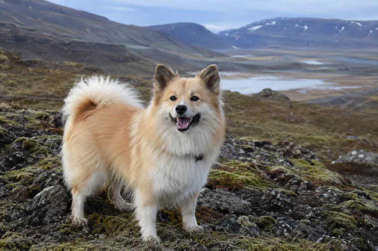 The Icelandic Sheepdog: Iceland's Only Native Dog Breed