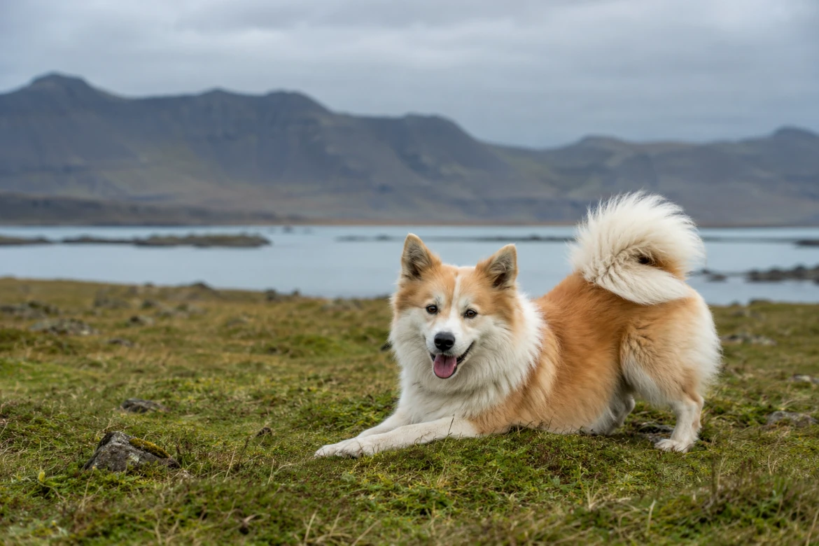 The Icelandic Sheepdog: Iceland's Only Native Dog Breed