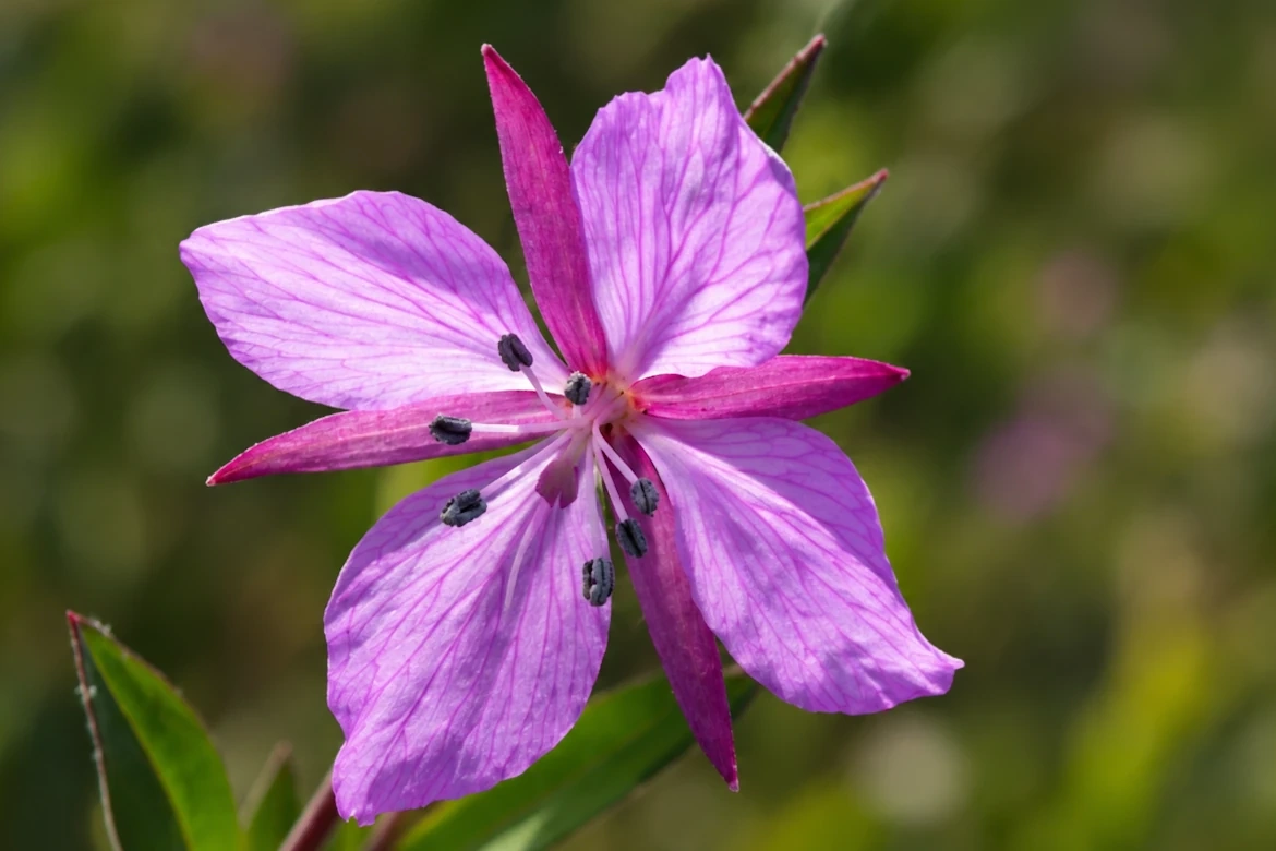Greenland's National Flower Shares Its Root With Thousands of Women's Names