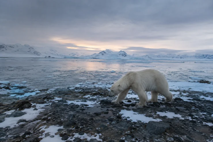 Best Time of Year to Visit Spitsbergen for Wildlife