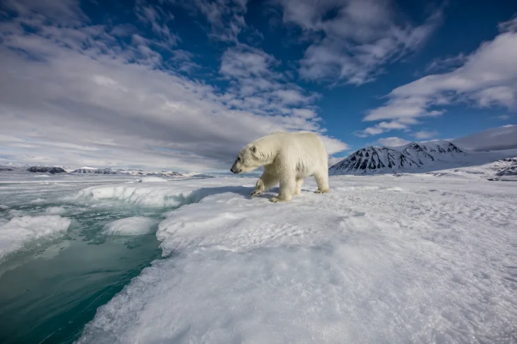  Polar Bear in Spitsbergen