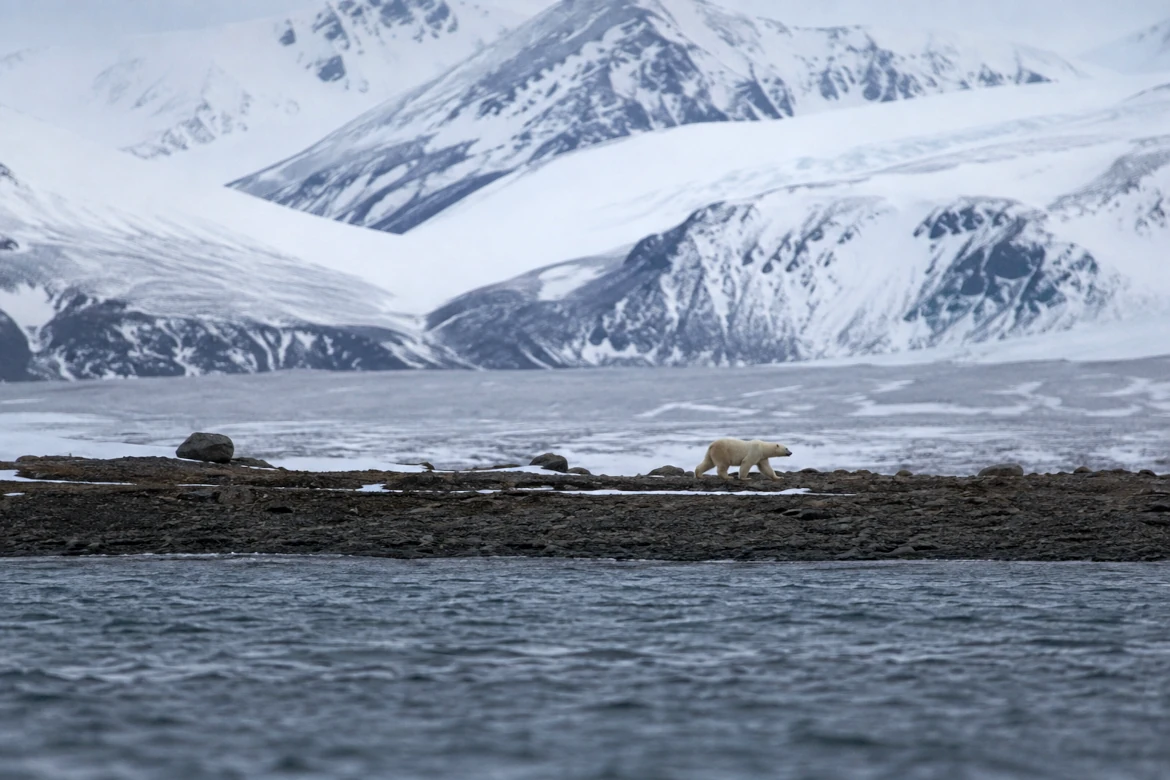 How to See Polar Bears in Spitsbergen Safely