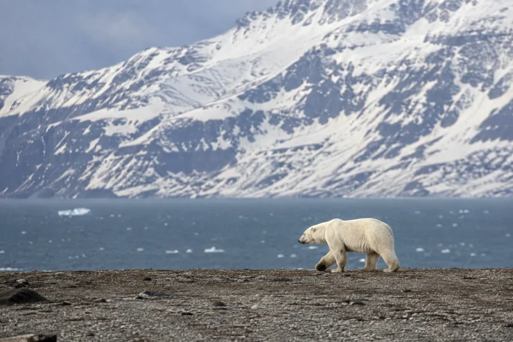 How to See Polar Bears in Spitsbergen Safely