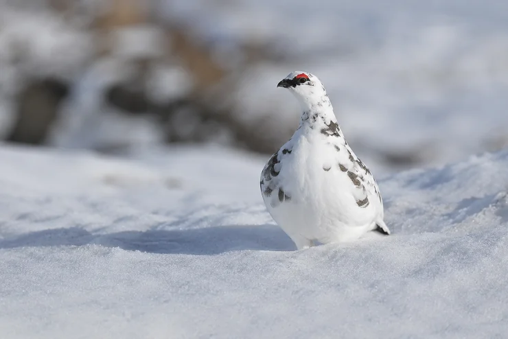 Rock ptarmigan