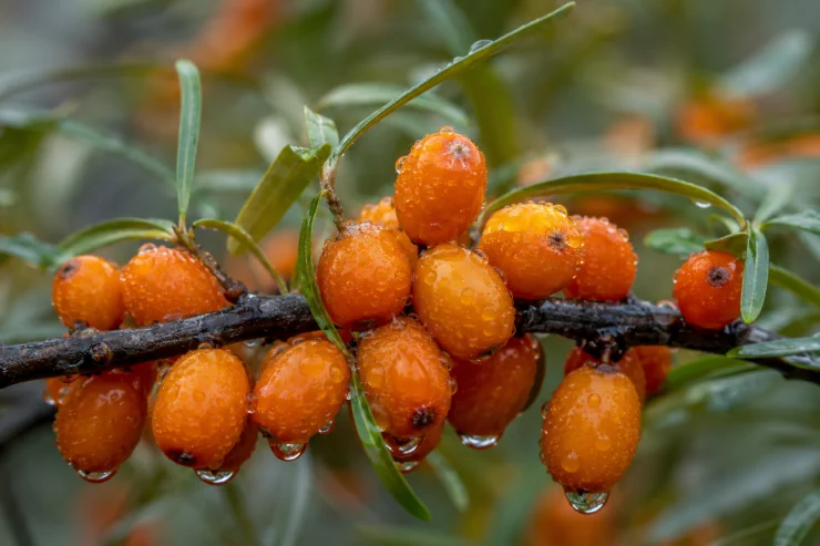 The Orange Berry That Made Germany's Rügen Island Famous