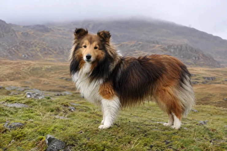 Is the Shetland Sheepdog Right for You?