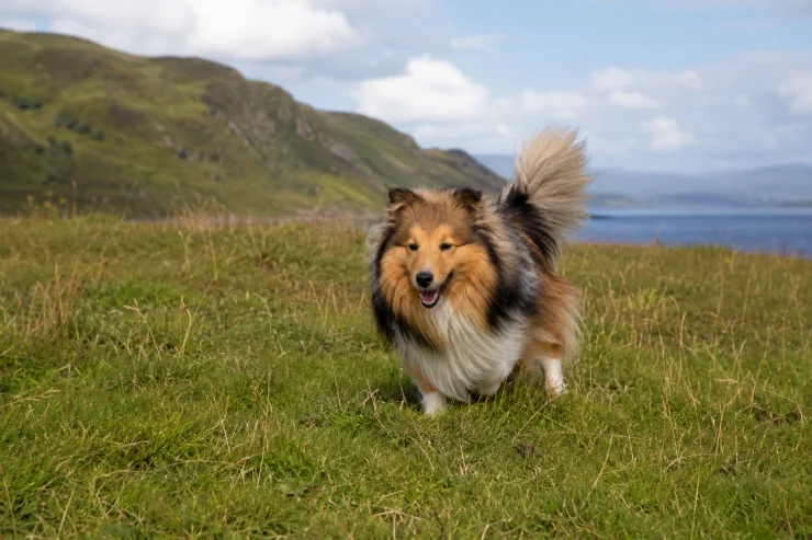Sheltie