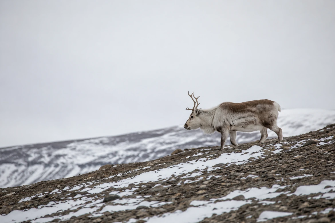 Reindeer in Spitsbergen: A Guide for Visitors