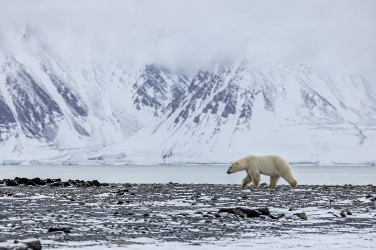 How to See Polar Bears in Spitsbergen Safely