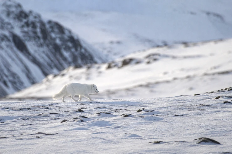 Arctic Fox in Spitsbergen